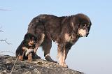 DOGUE DU TIBET 423